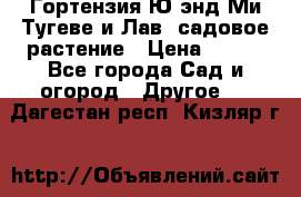 Гортензия Ю энд Ми Тугеве и Лав, садовое растение › Цена ­ 550 - Все города Сад и огород » Другое   . Дагестан респ.,Кизляр г.
